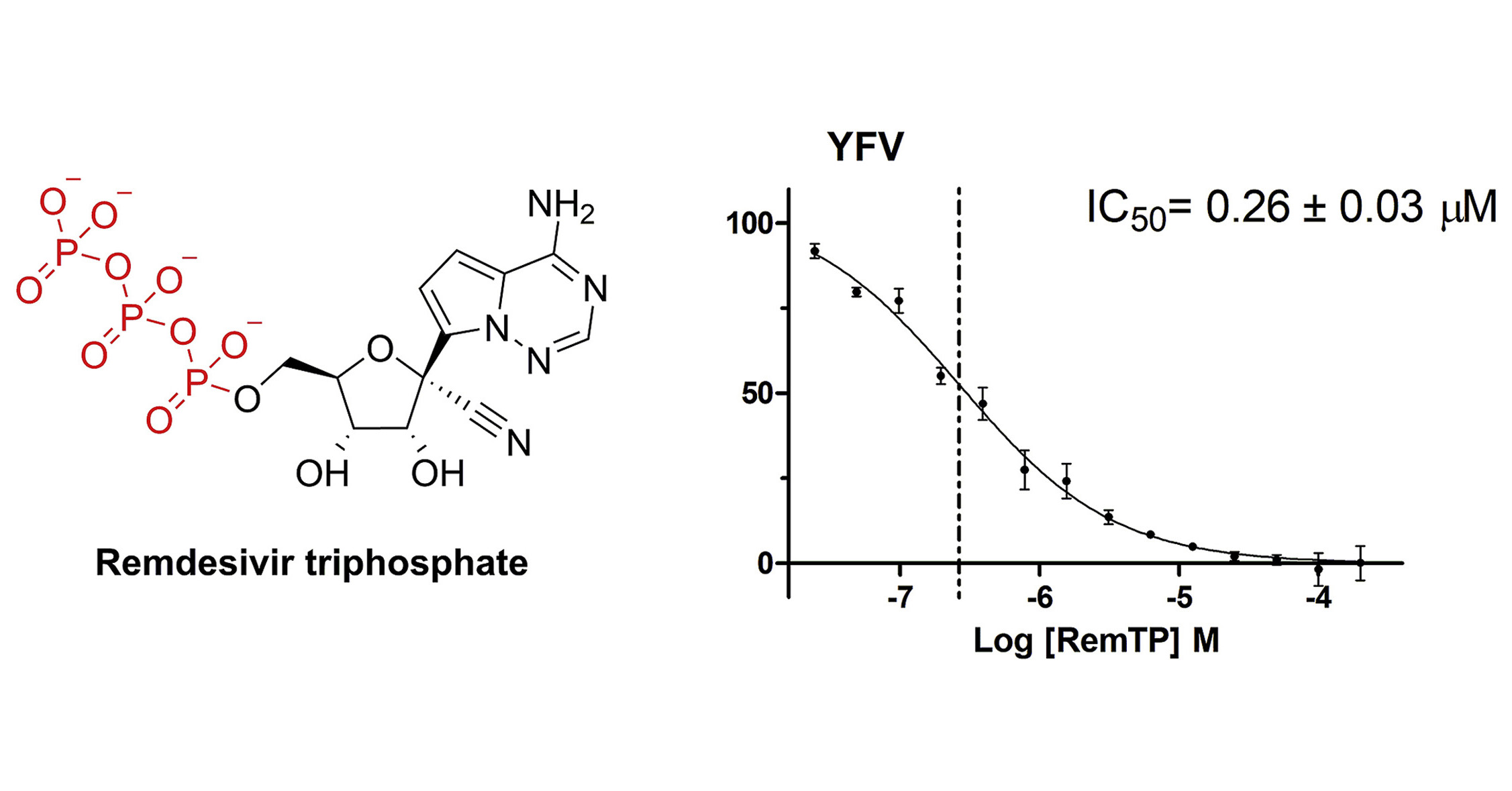 Remdesivir triphosphate inhibits the RNA-dependent RNA polymerase also ...