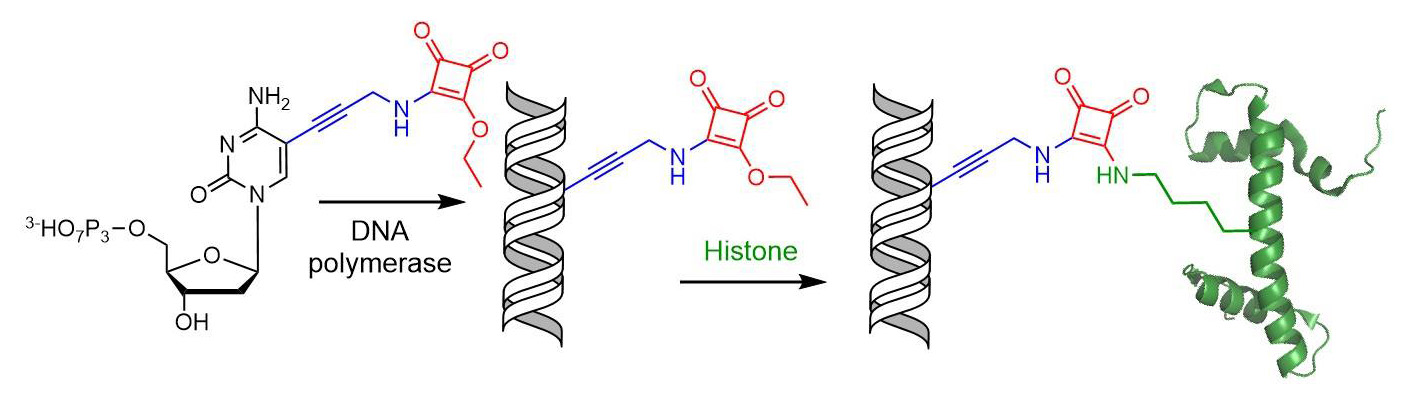 New reactive group for bioconjugation of DNA