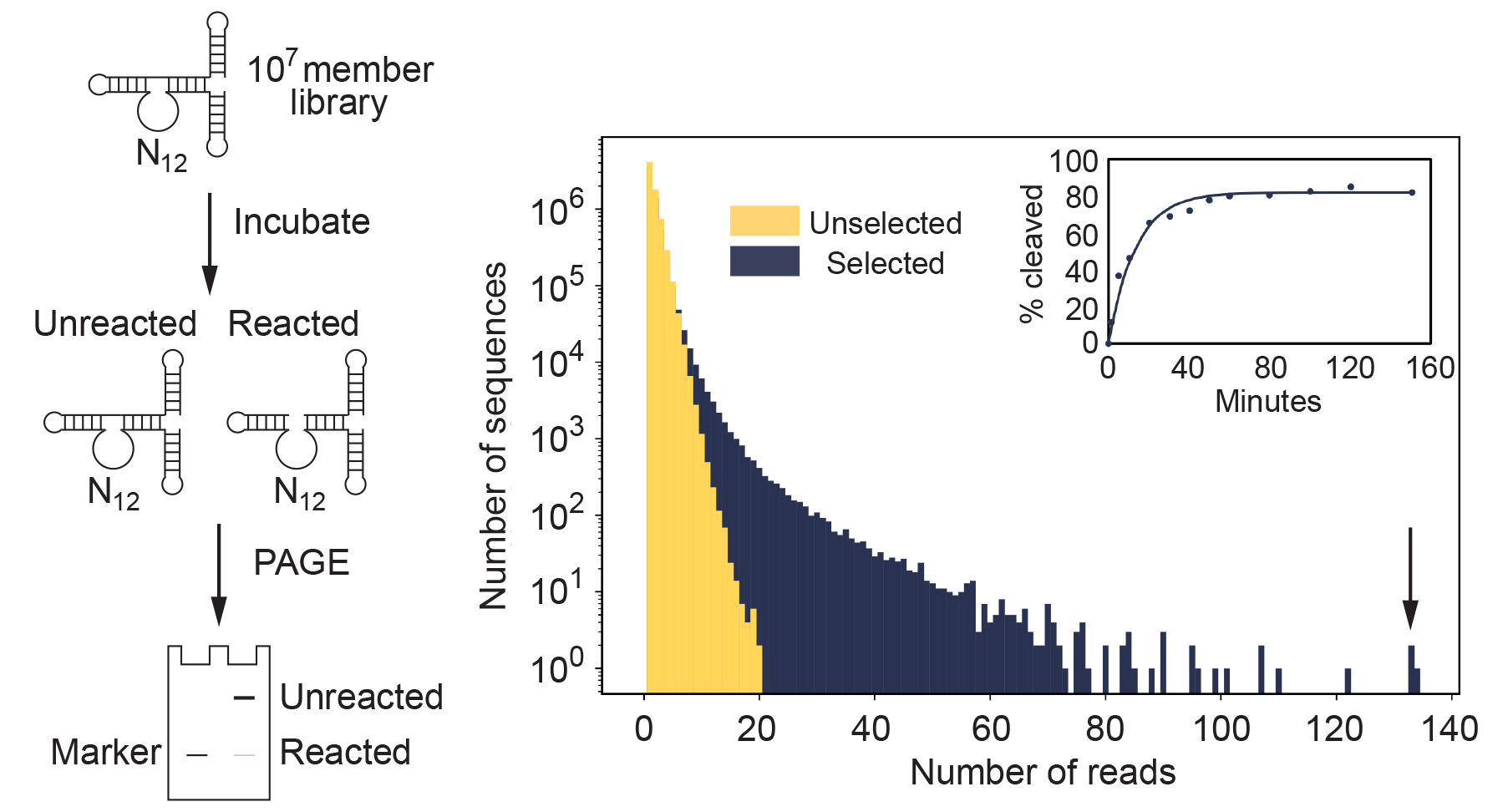 Single-round deoxyribozyme discovery