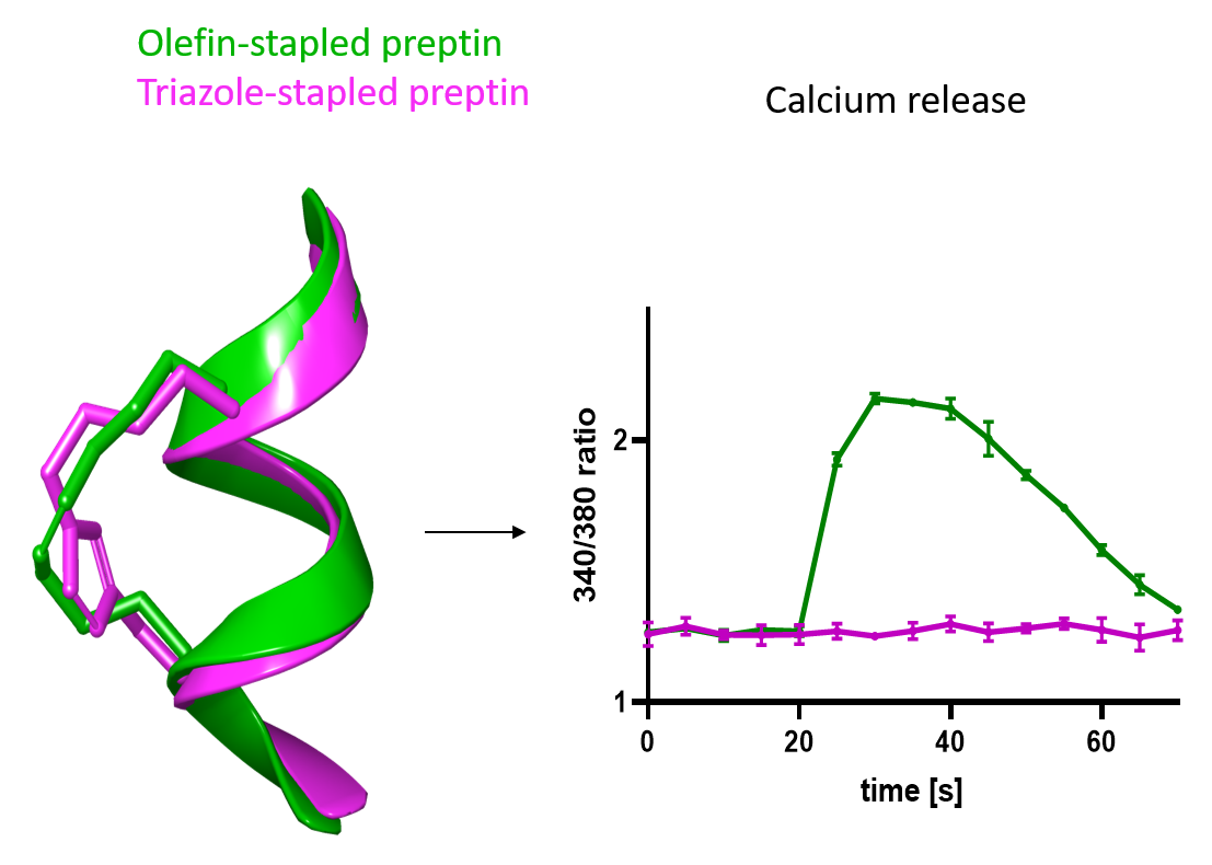 Preptin peptide fragments for the treatment of diabetes and osteoporosis