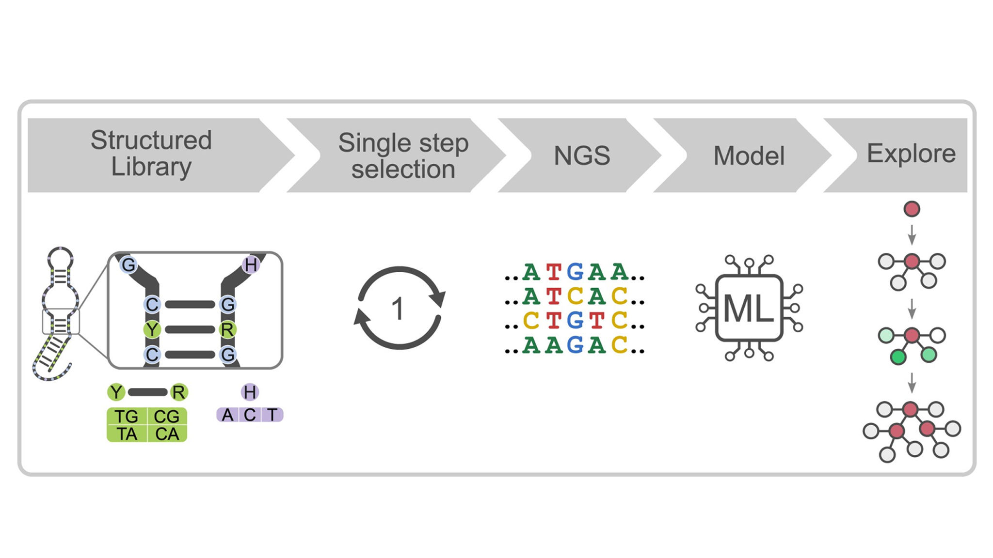 Exploring sequence space beyond random mutagenesis