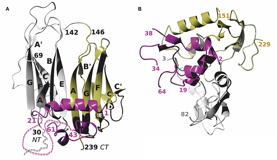 Protein-protein interactions concerning human insulin-like growth factor