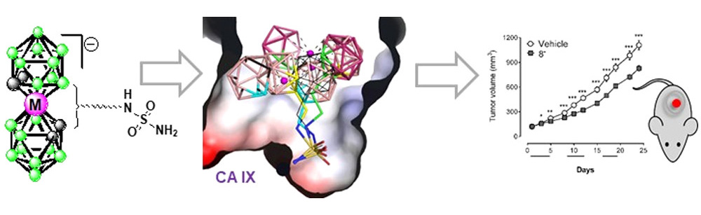Novel class of anticancer agents based on carborane cobalt complexes