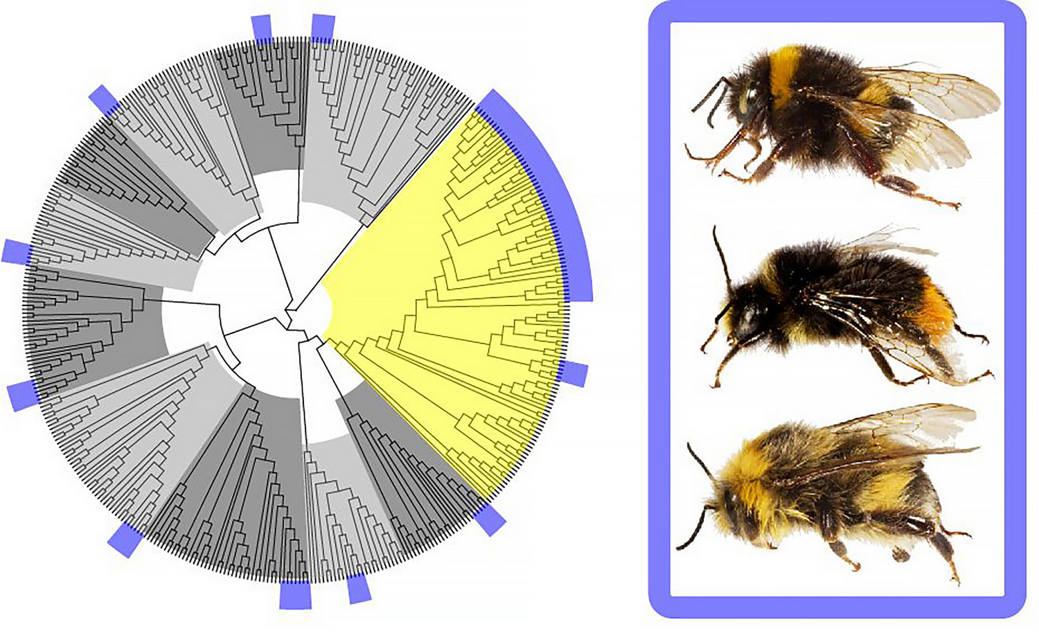 About the origin of new words in insect chemical language