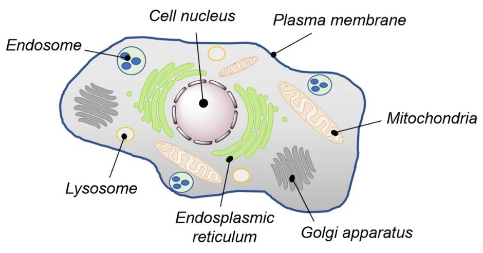 Bioorthogonal chemistry in cellular organelles