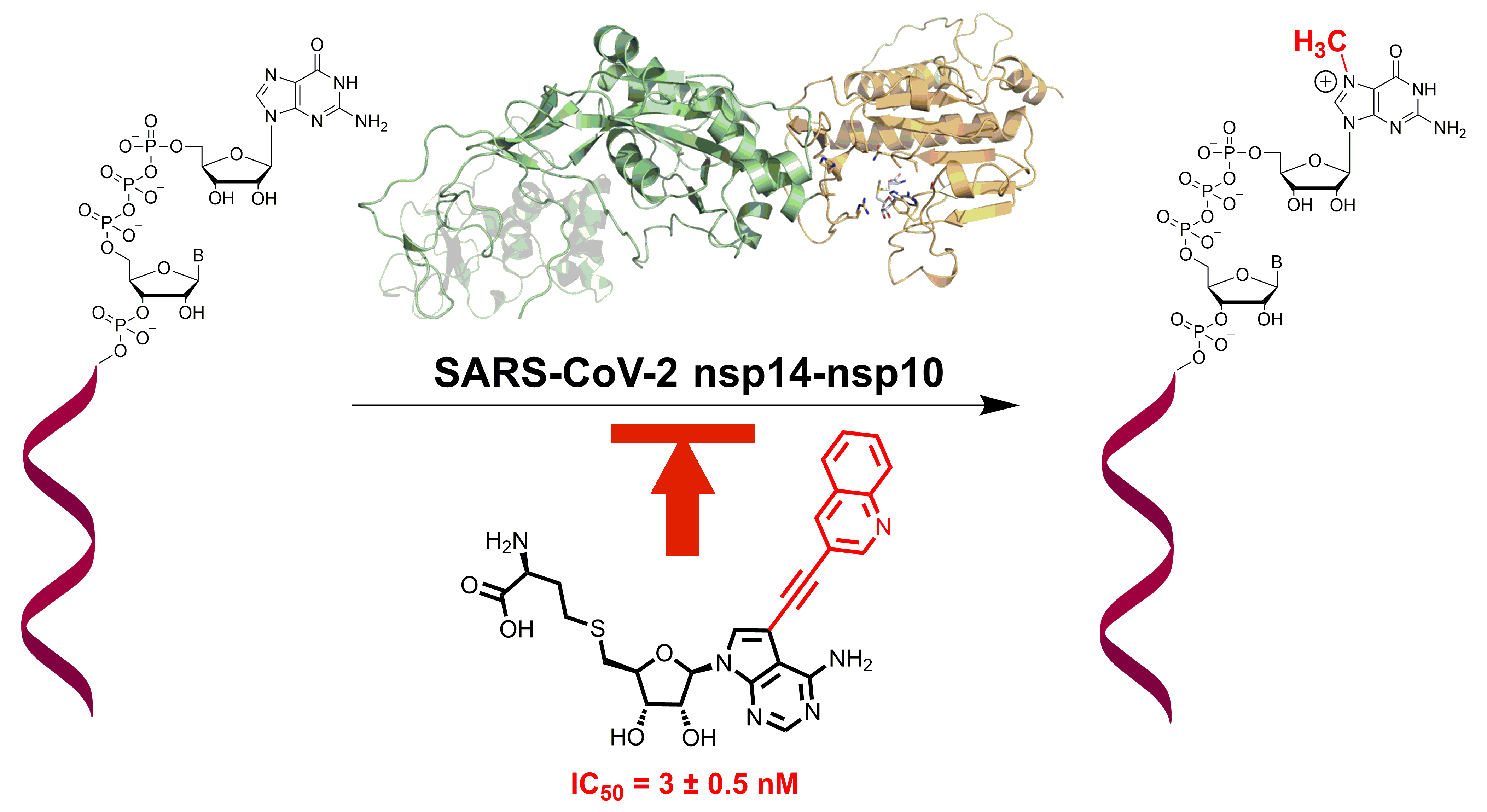 Nanomolar inhibitors of SARS-CoV-2 methyltransferase