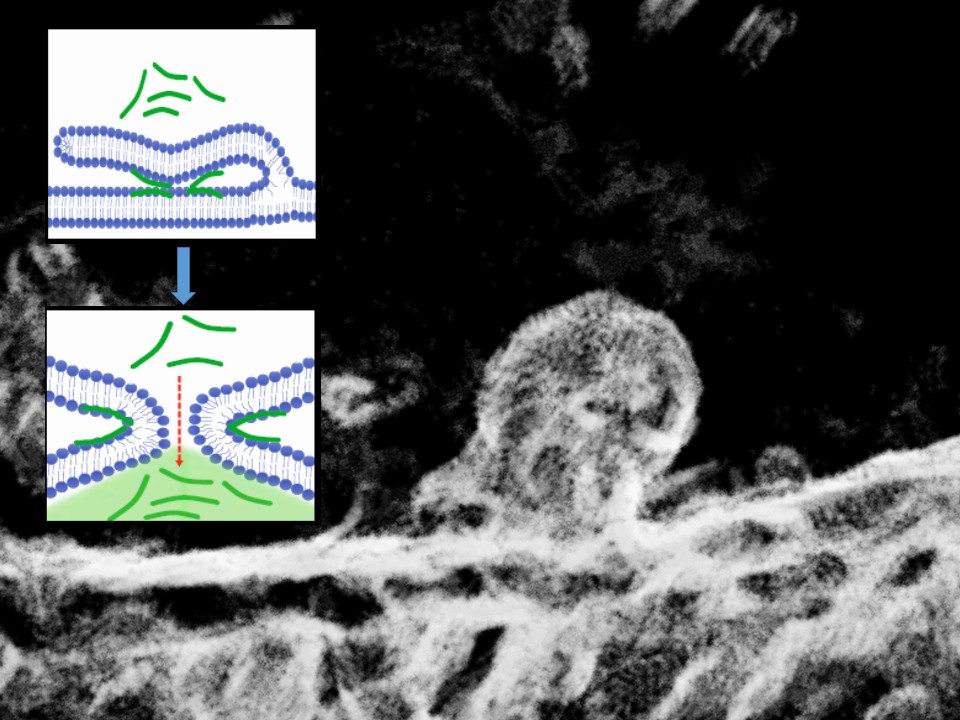 How do peptides penetrate cells? Two sides of the same coin