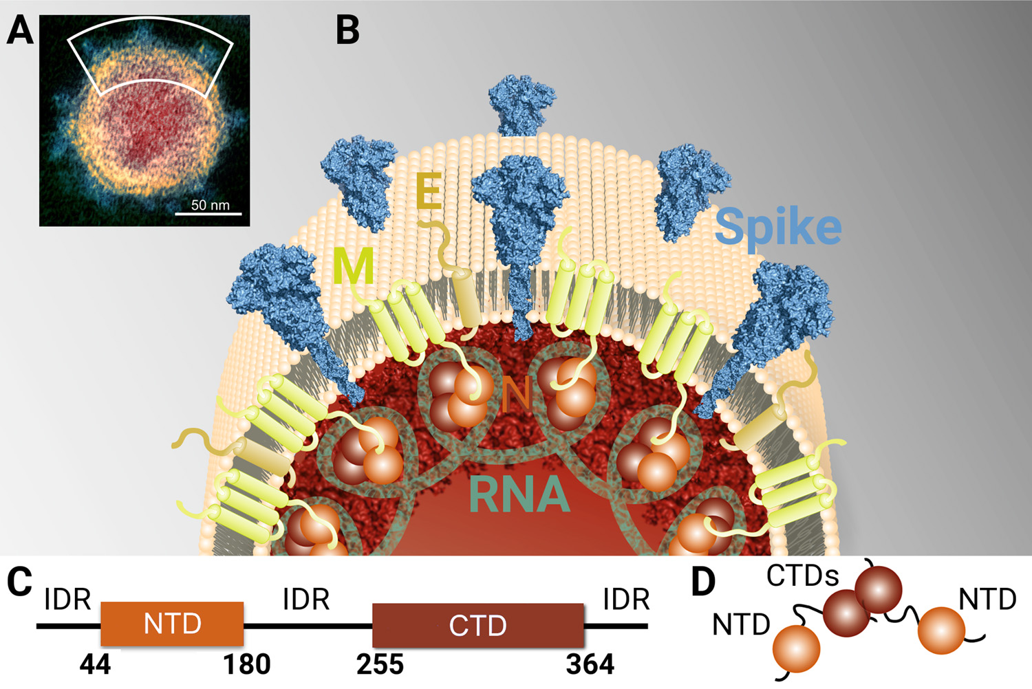 Structural insight into genome-protein interaction in SARS-CoV-2