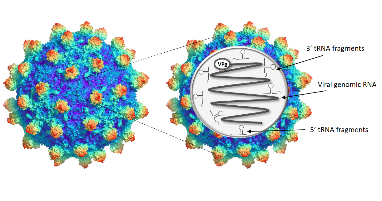 Insect iflaviruses co-pack host cellular tRNA fragments