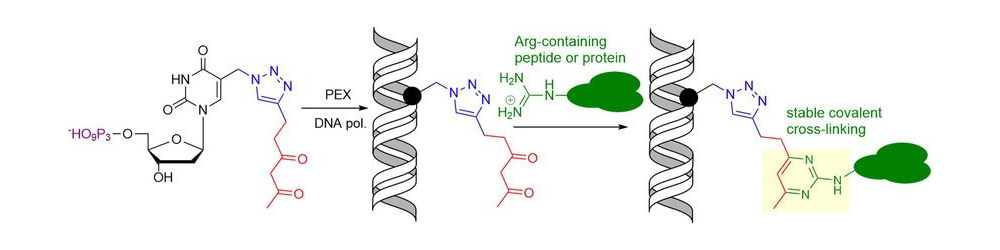 Arginine-specific nucleotide for cross-linking the proteins and DNA