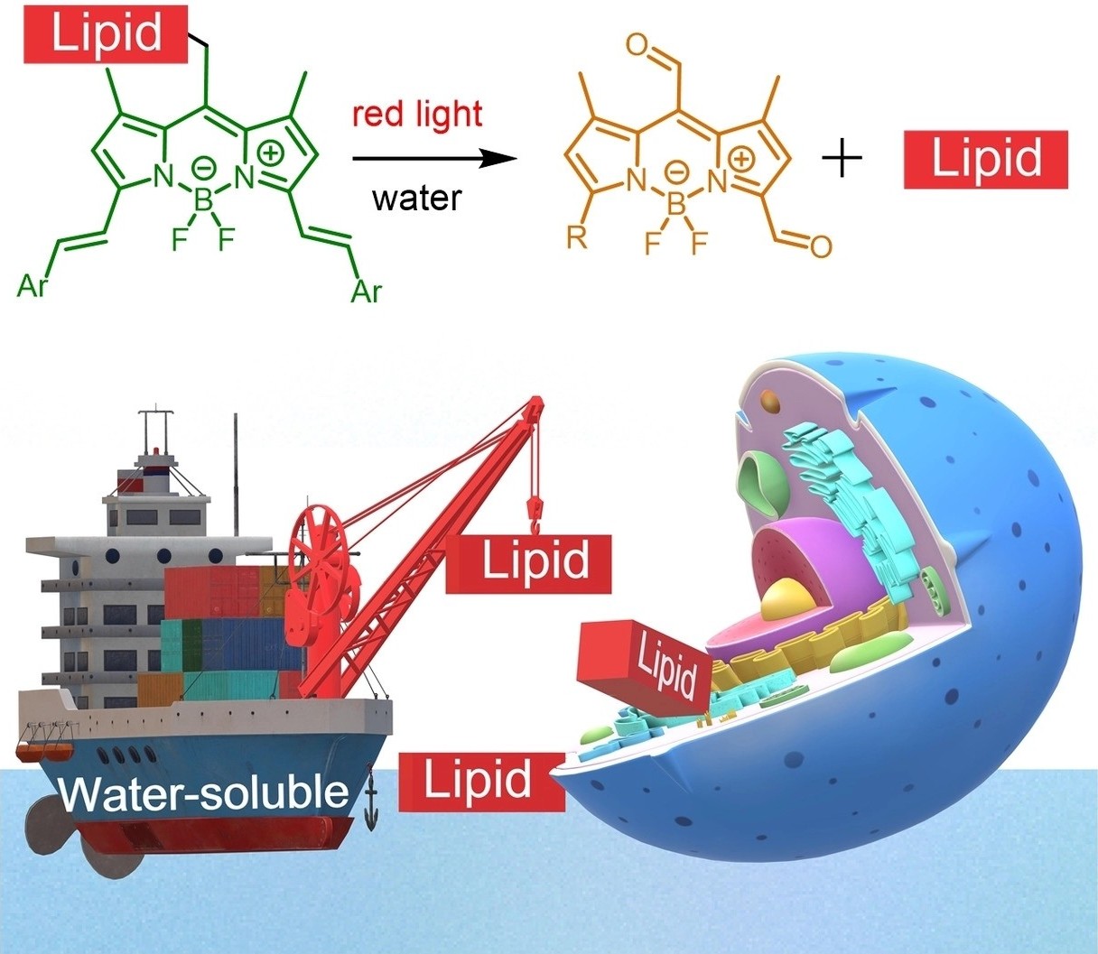 Red-shifted water-soluble BODIPY photocages for visualisation and controllable cellular delivery