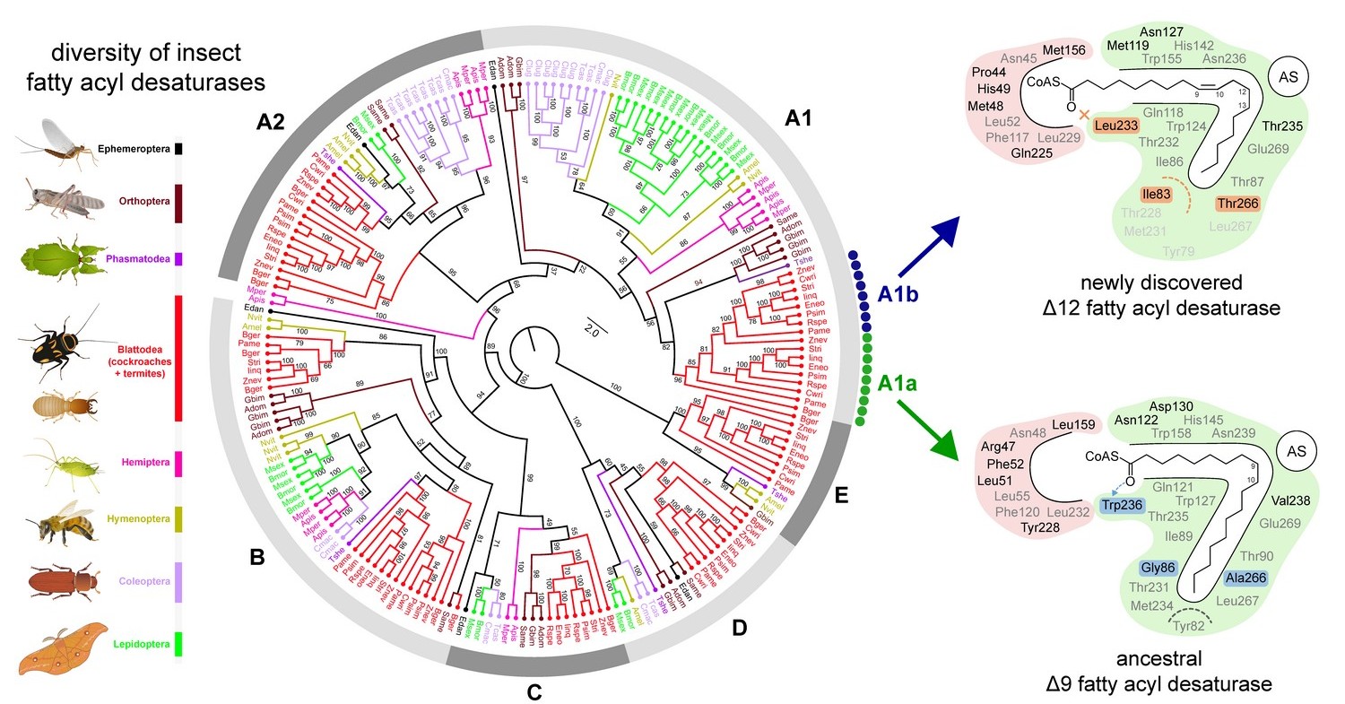 A new study broadens the understanding of the evolution of termites