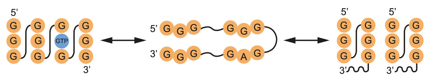 GTP-dependent formation of multimeric G-quadruplexes