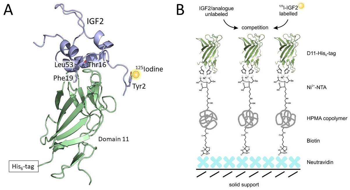 How to measure binding affinity of IGF2 analogues