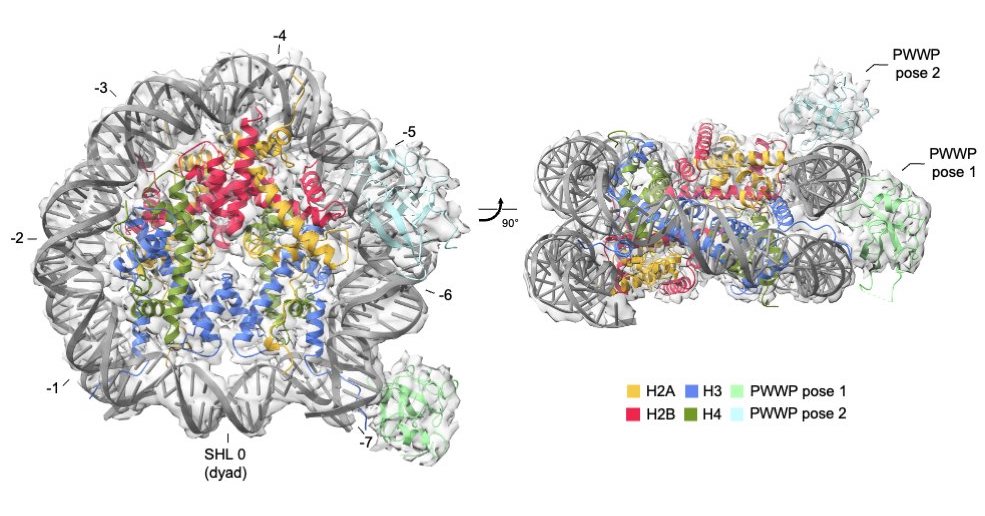 Insight into the nucleosome recognition mechanisms