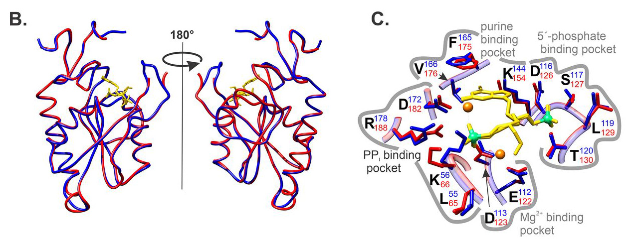 HGPRT is not essential for M. smegmatis growth