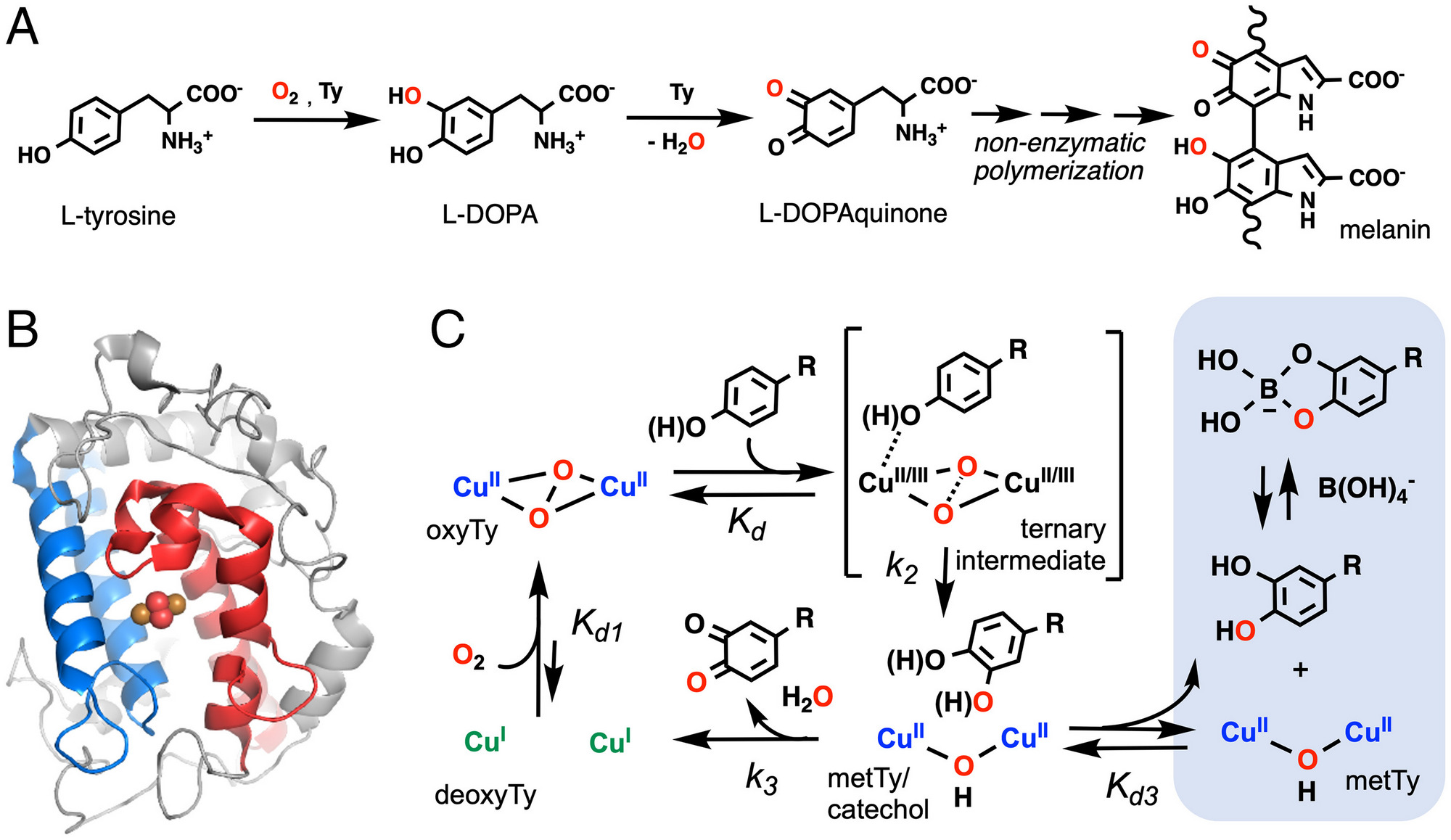 A step toward understanding the oxygen activation by copper containing enzymes
