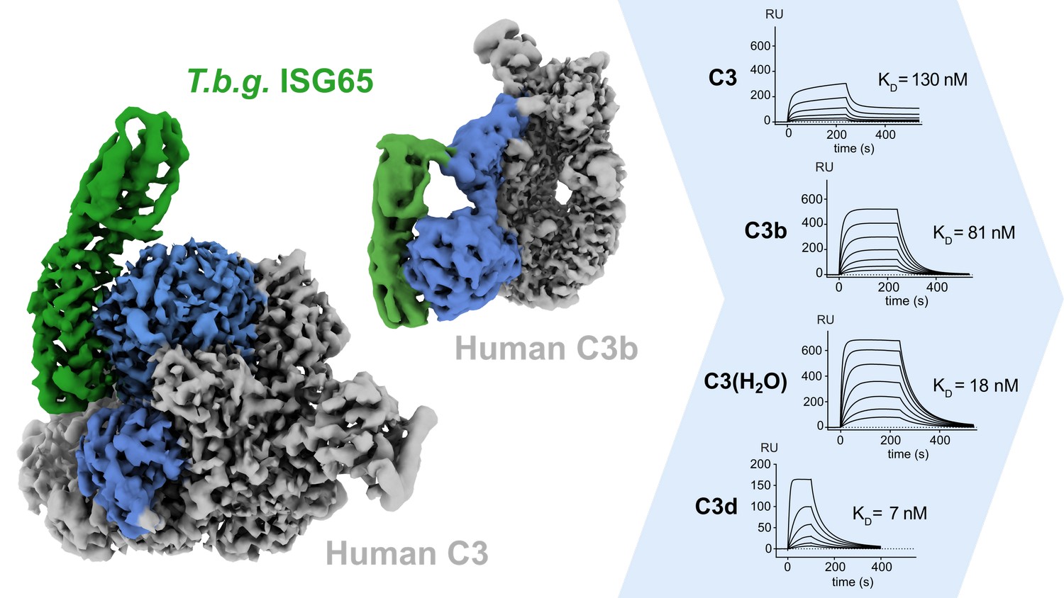 Cryo-EM structures show how Trypanosomes escape the human innate immune response