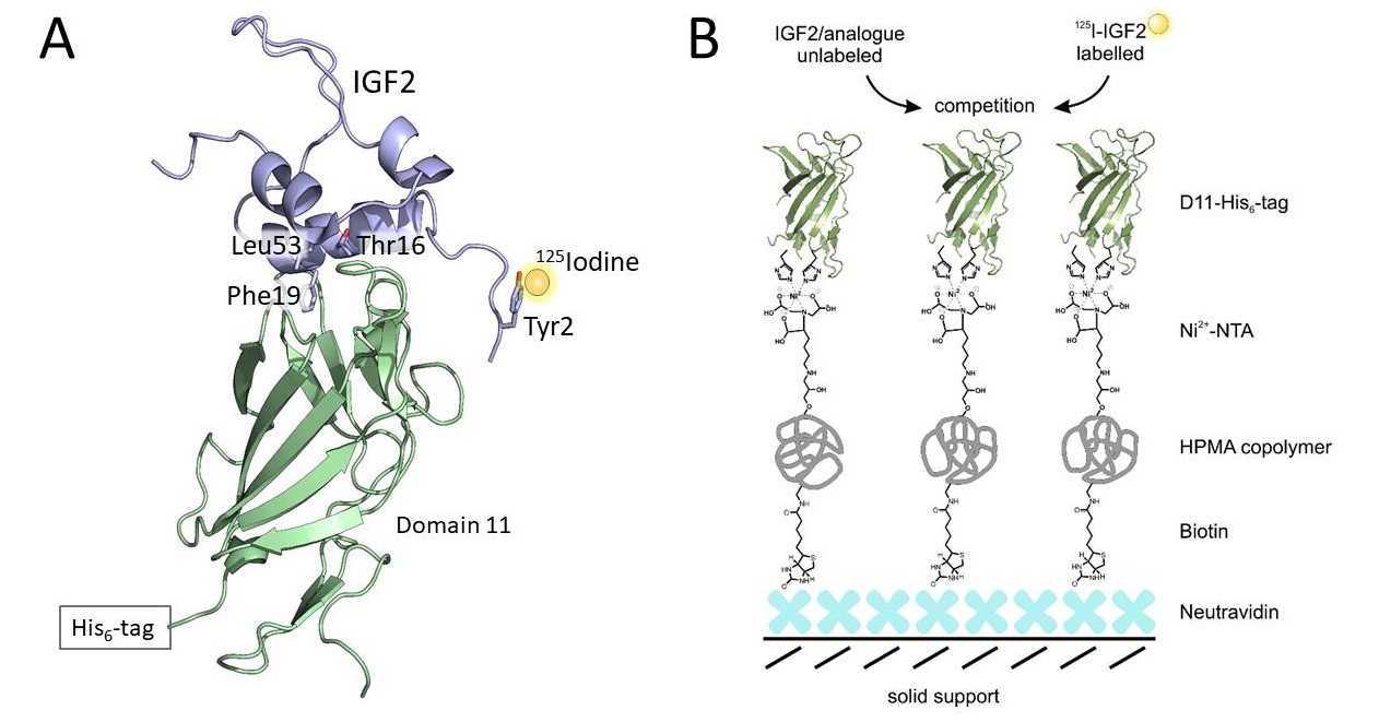 How to measure binding affinity of IGF2 analogues
