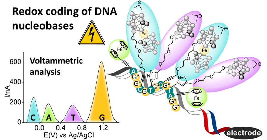 Novel method of labeling DNA bases for sequencing