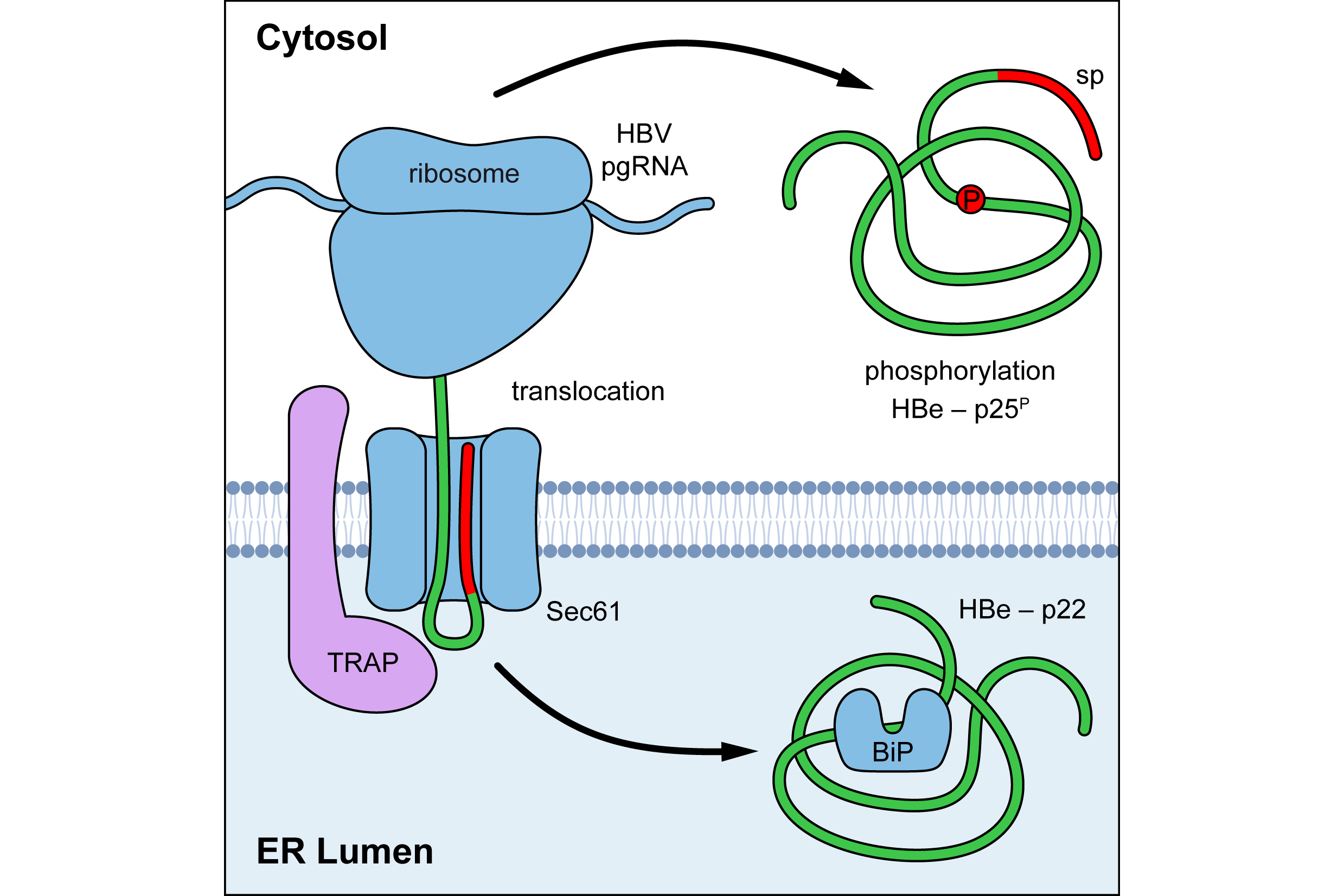 Biogenesis of hepatitis B virus e antigen