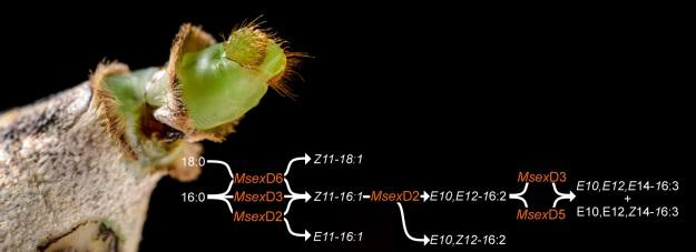 A single amino acid change in a female moth enzyme is responsible for the production of new sex pheromones