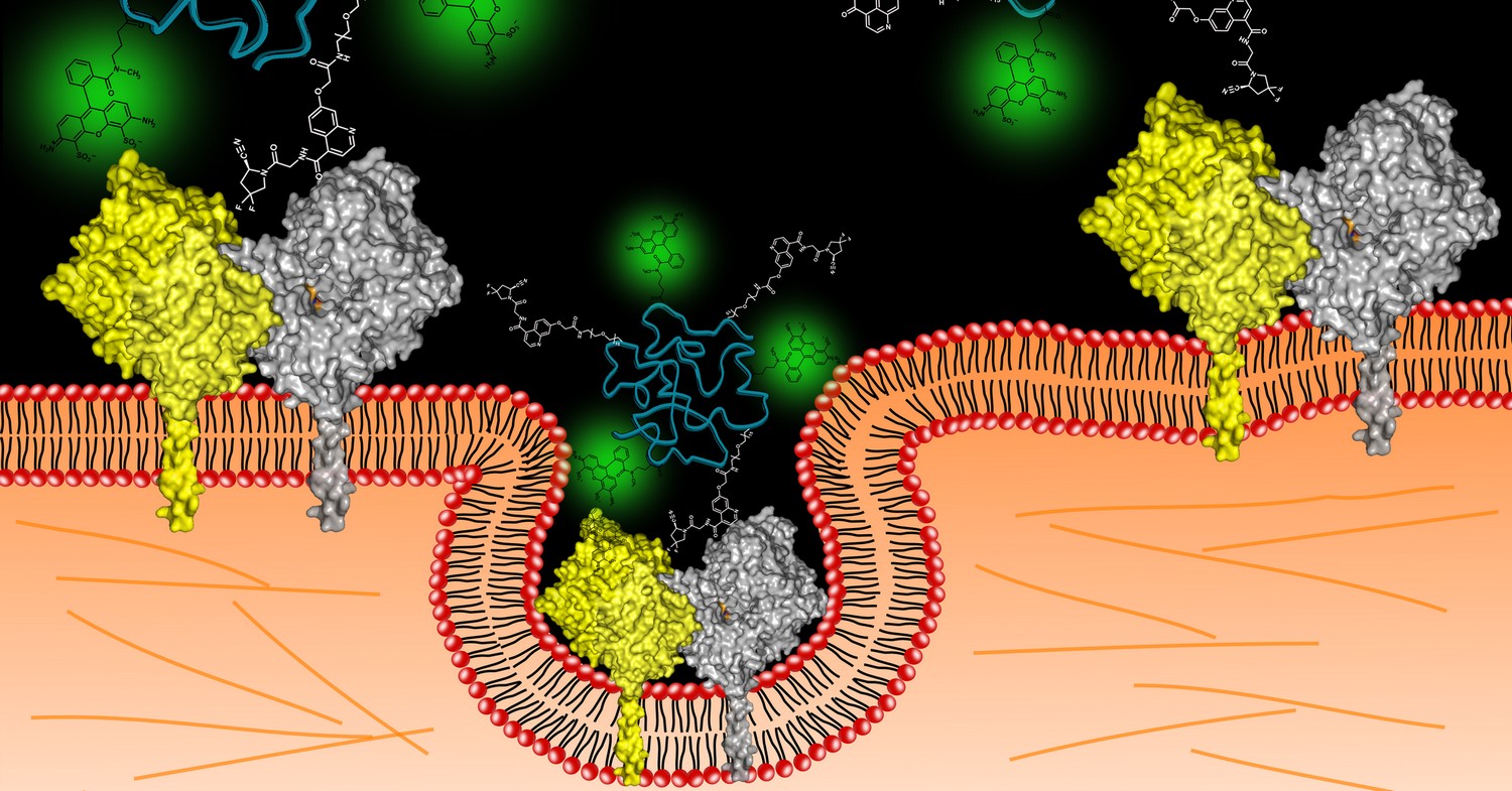 Leading scientific institutions have joined forces in researching the synthetic antibodies iBodies®