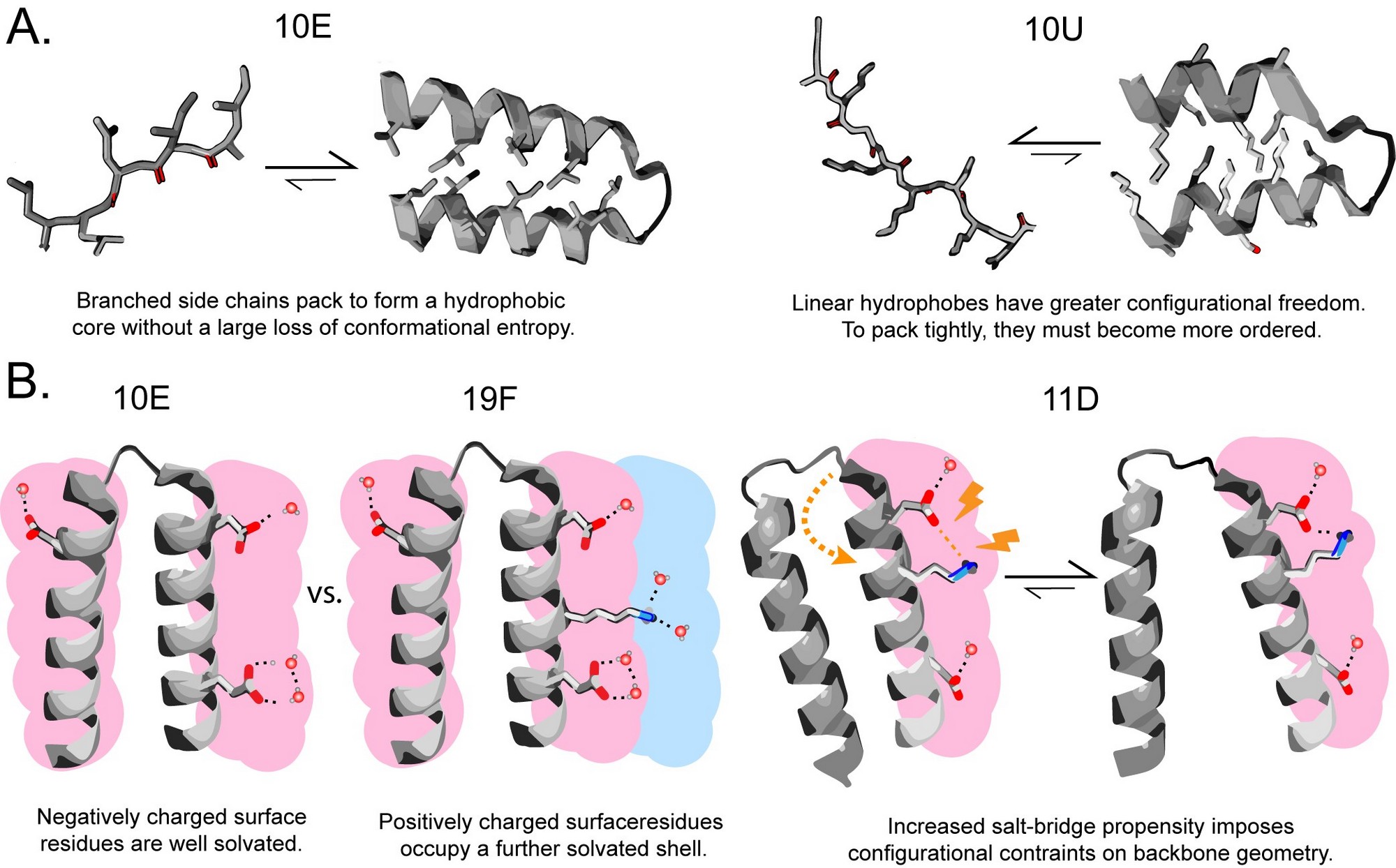 The study's findings provide insights into the surprising evolution of proteins