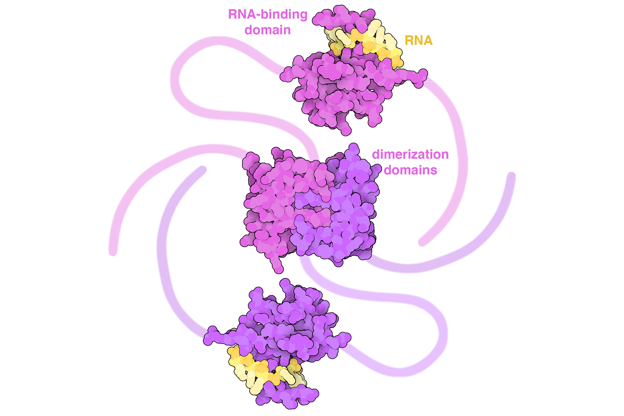 Structure of SARS-CoV-2 nucleocapsid highlighted as the Molecule of the Month