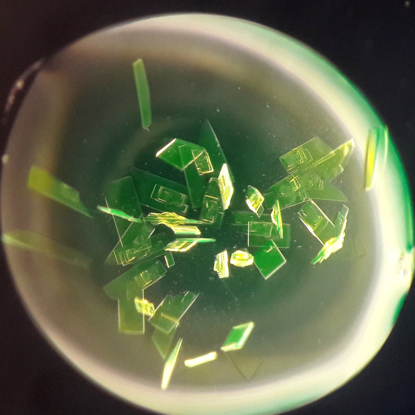 Crystals of the fluorescent protein mTurquoise2 as seen in an optical microscope. (Photo: Josef Lazar / IOCB Prague)