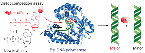 DNA polymerasy preferují syntézu umělé modifikované DNA i v přítomnosti přirozených substrátů