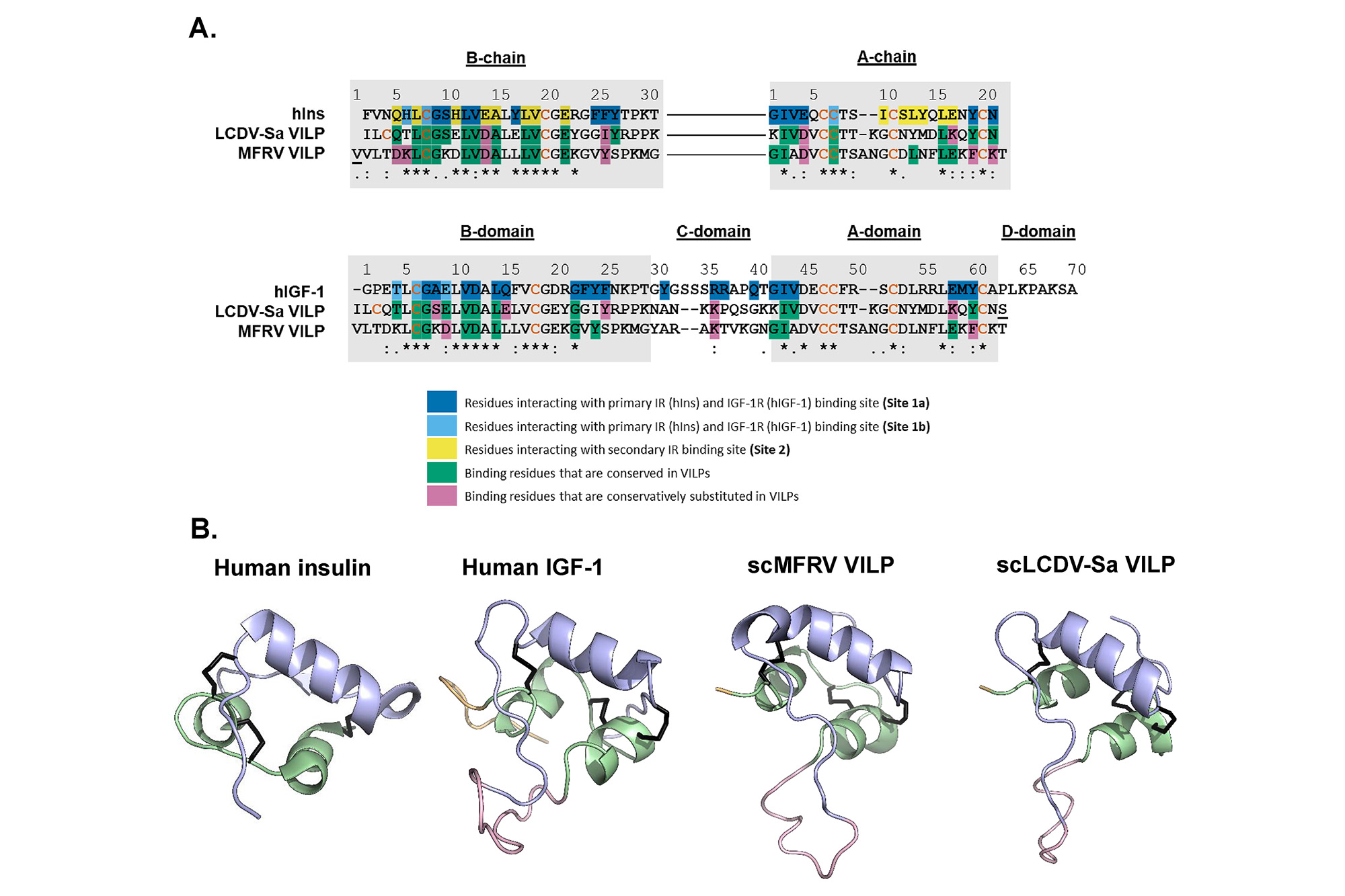 Viral insulin-like peptides inhibiting IGF-1 receptor