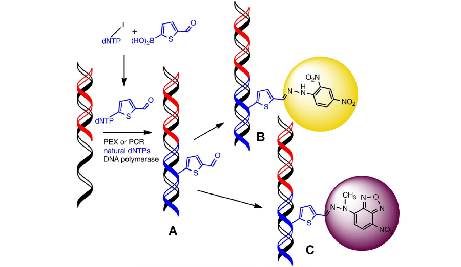 DNA decorated by attachment of other molecules