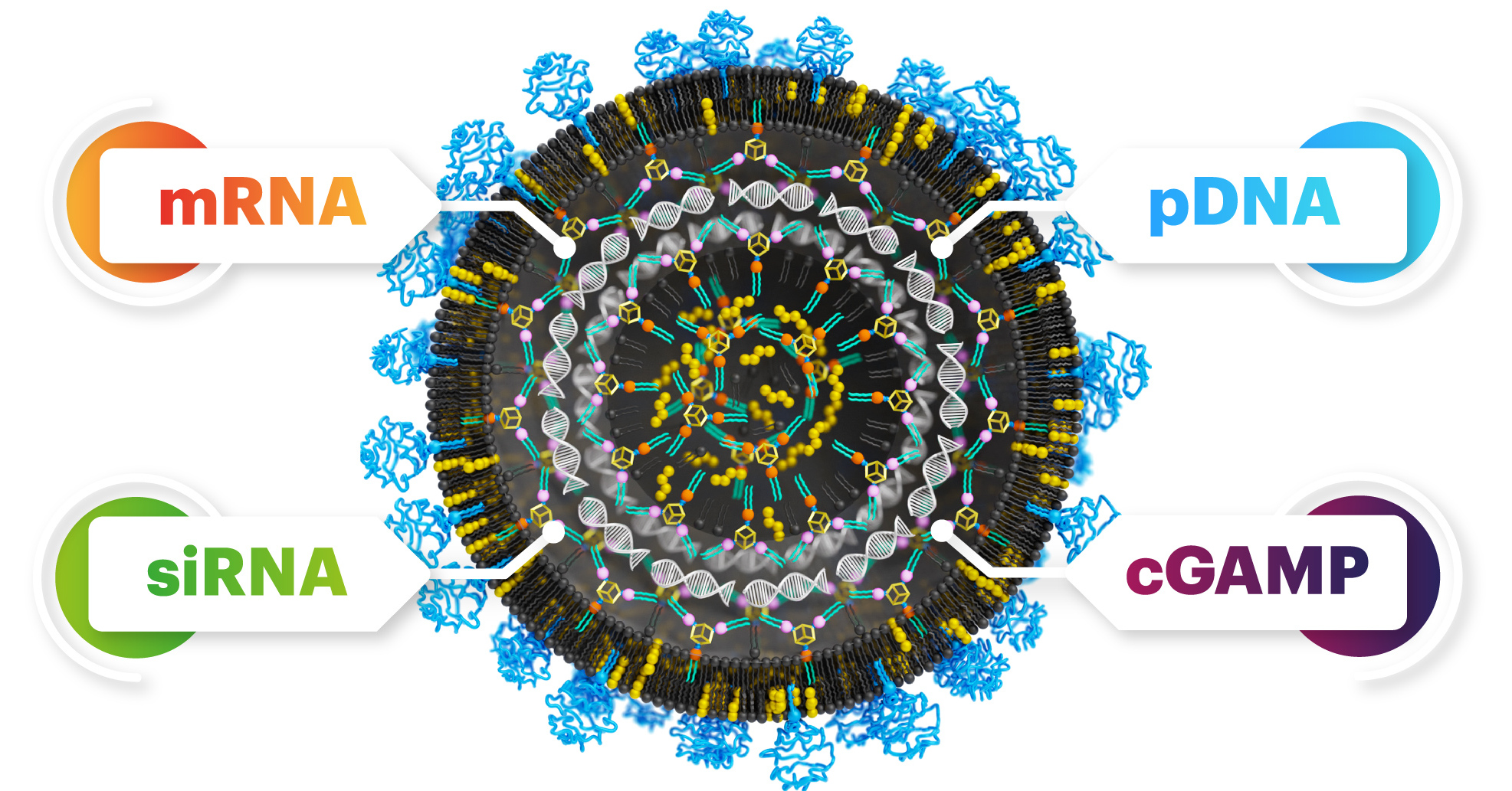 Discovery of a universal system for transporting nucleic acids into cells