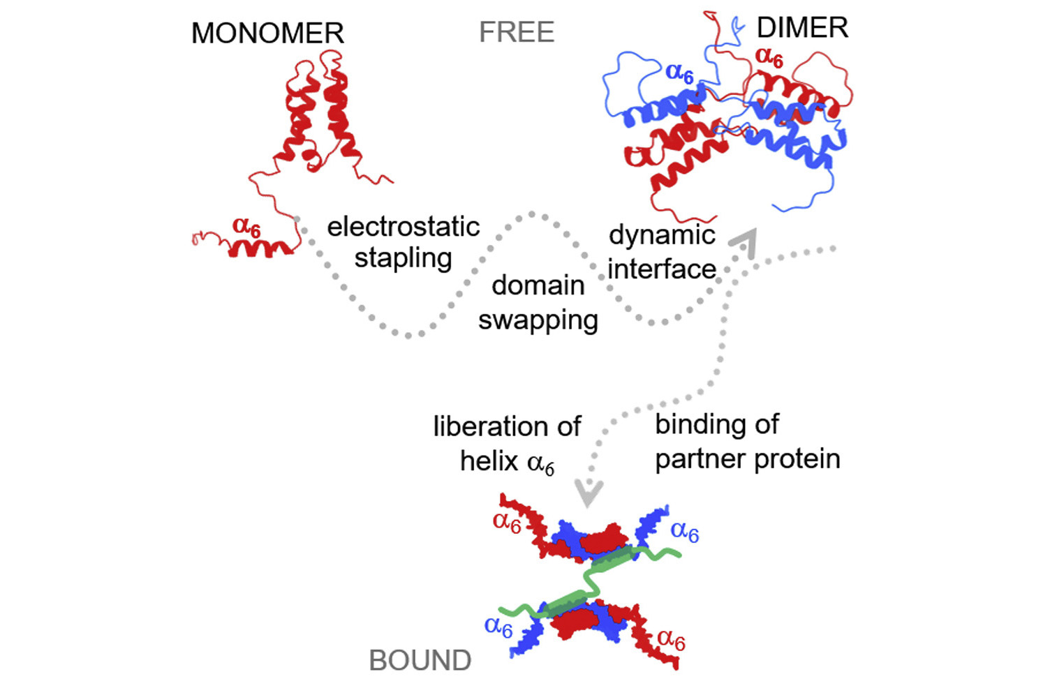 Molecular mechanism of LEDGF/p75 dimerization