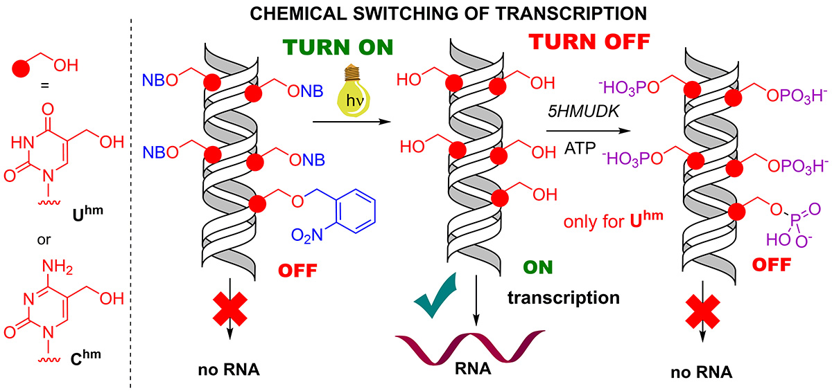 Artificial chemical DNA switch helps understand epigenetic mechanisms